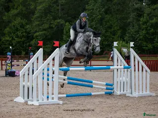 hästar Energiskt sto - Annons 16