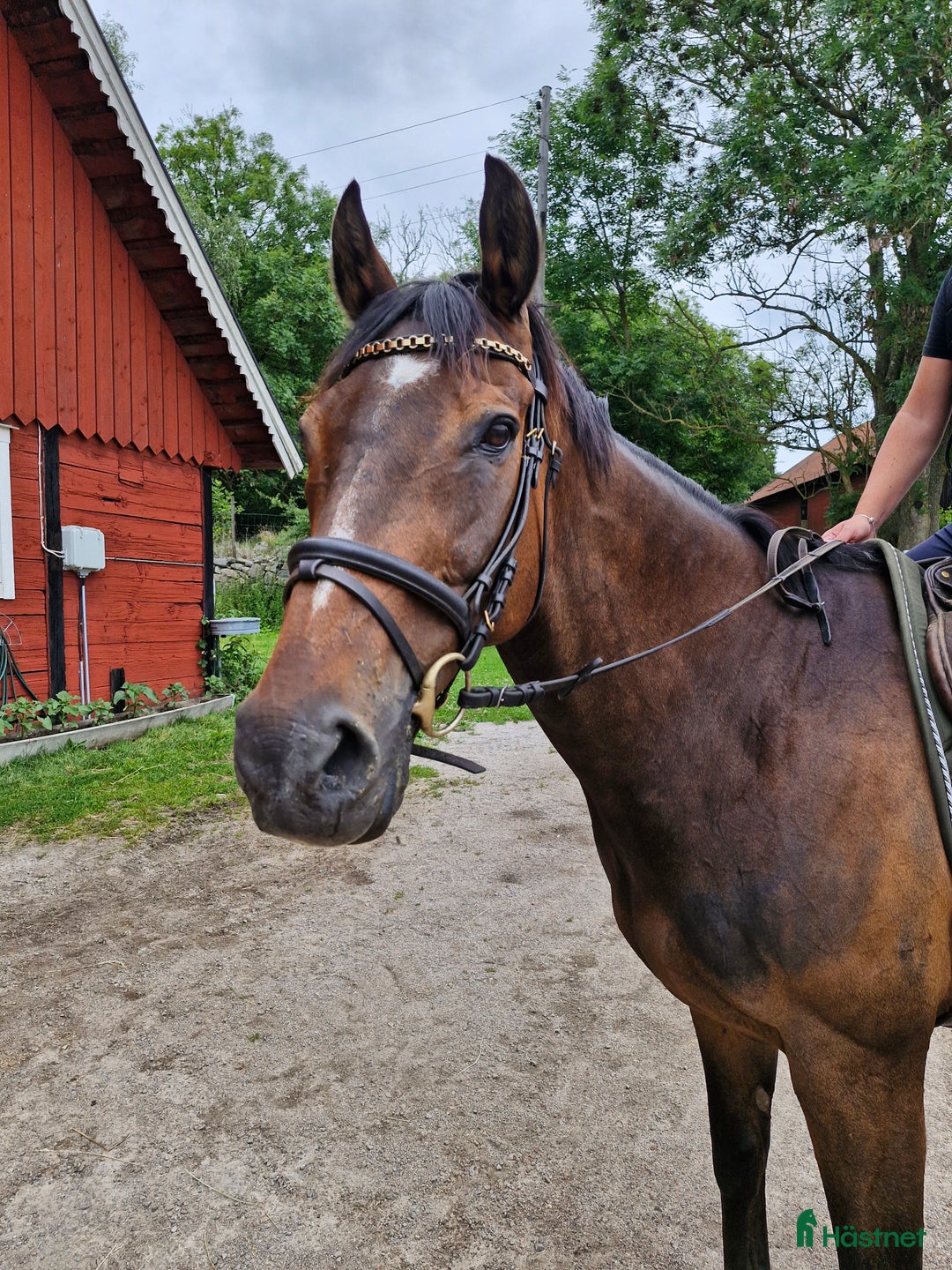  foderhäst finnes: Foderhäst finnes - Annons 1