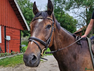foderhäst Foderhäst finnes i Karlskrona - Annons 17