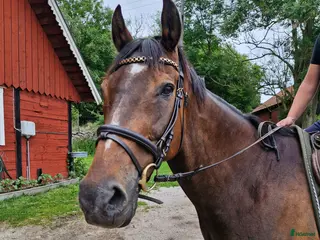 foderhäst Foderhäst finnes - Annons 18