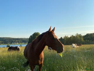 hästar BLACK FRIDAY! Sto med stor personlighet nu 80 000 i Matfors - Annons 13