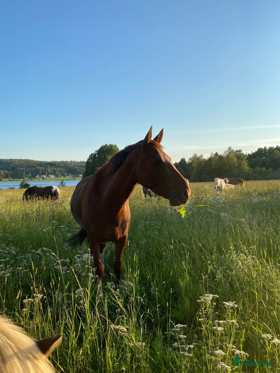 Allround hästar till salu: Sto med stor personlighet  - Annons 1