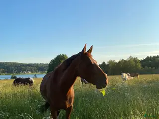 hästar Sto med stor personlighet - Annons 2