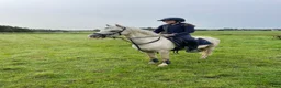 Allround hästar till salu: Charmig och pigg B-ponny söker sin nya ryttare ❤️ - Annons 8