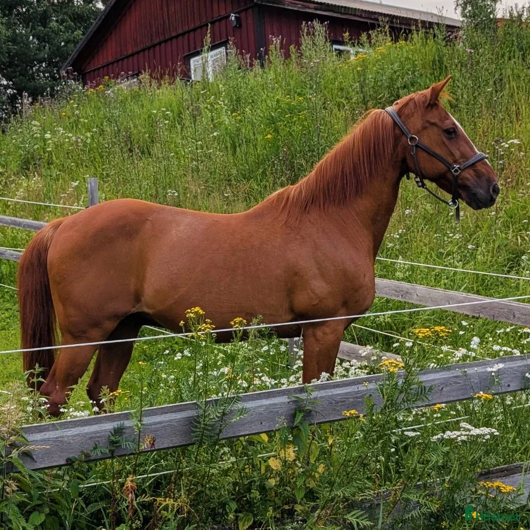  foderhäst finnes: SÖKER långtidsfodervärd till gubbe, västernorrlan i Matfors - Annons 3