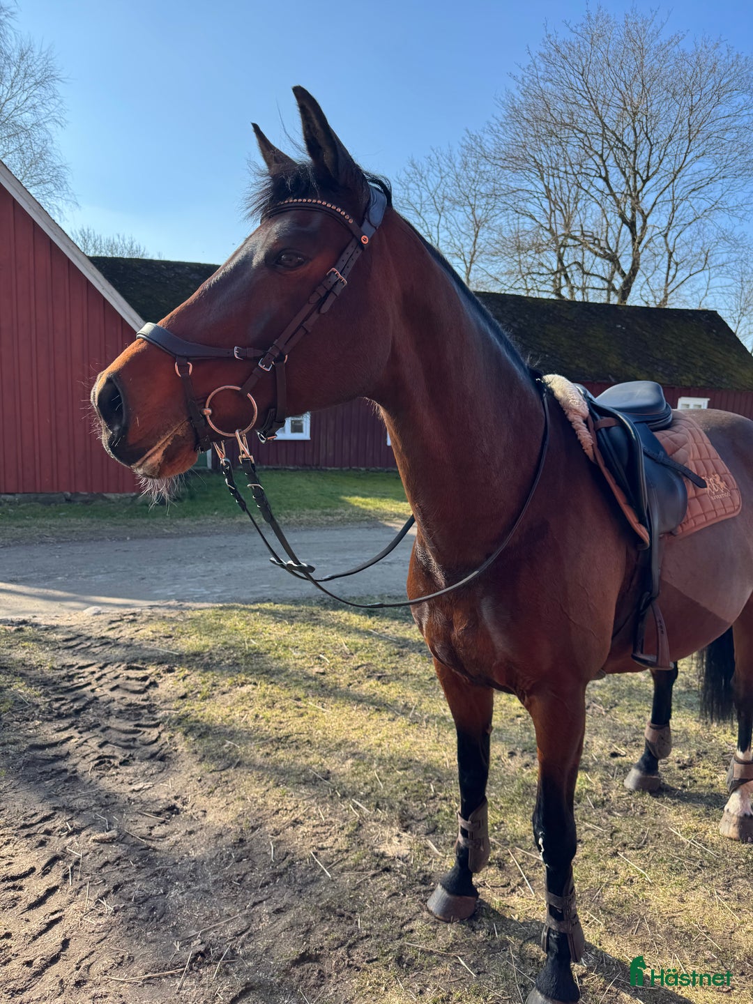  foderhäst sökes: Foderhäst sökes - Varberg i Varberg - Annons 1
