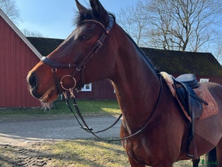 foderhäst Foderhäst sökes - Varberg i Varberg - Annons 1