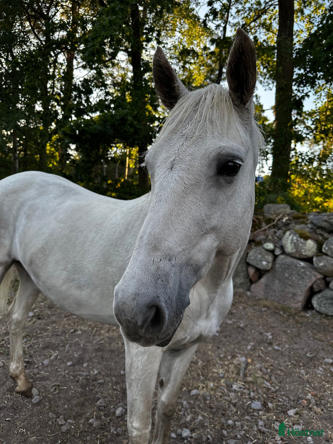 Hoppning hästar till salu: Bombsäker höjdhoppare! i Kalmar - Annons 2