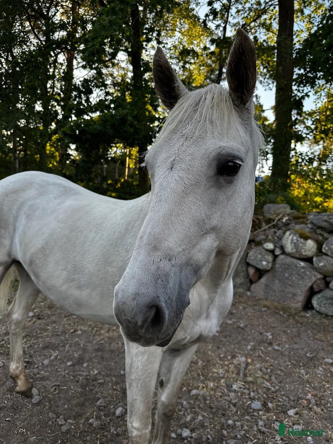 Hoppning hästar till salu: Bombsäker höjdhoppare! i Kalmar - Annons 2