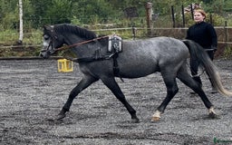 Allround hästar till salu: Sockersöt riden welshponny 3 år i Nybro - Annons 1