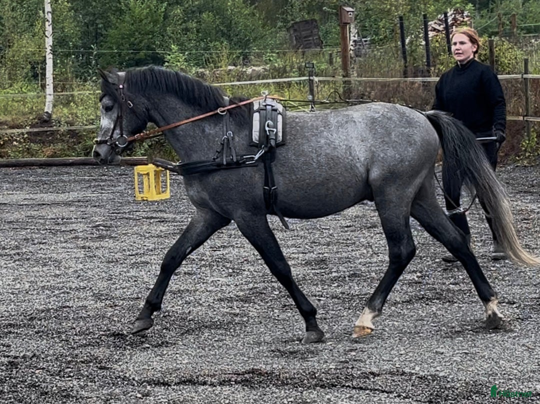 Allround hästar till salu: Sockersöt riden welshponny 3 år i Nybro - Annons 1