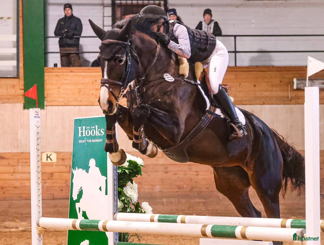 Hoppning hästar till salu: Karismatiskt diplomsto i Huskvarna - Annons 1