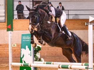 hästar Karismatiskt diplomsto i Huskvarna - Annons 13