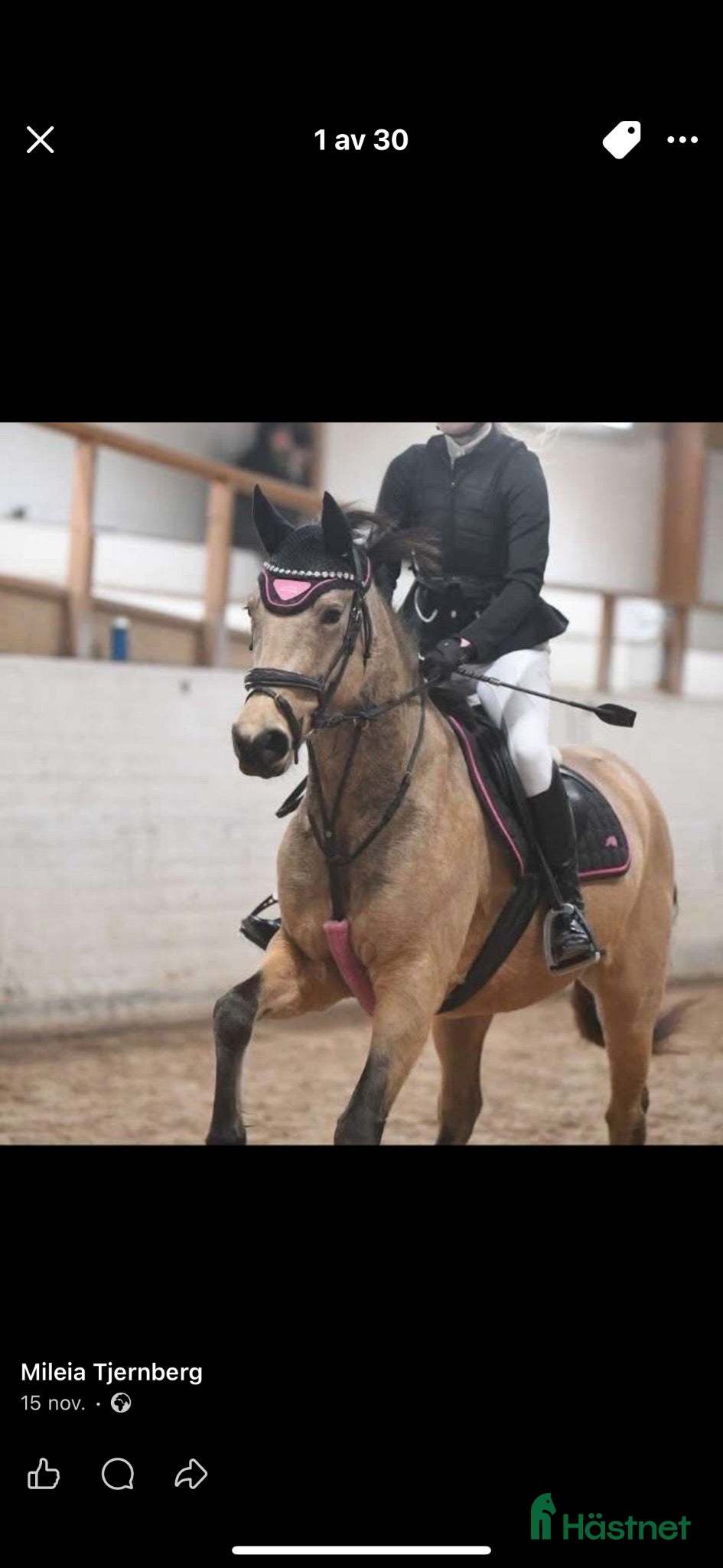  hästar Lovande 5 åring D-Ponny - Annons 1