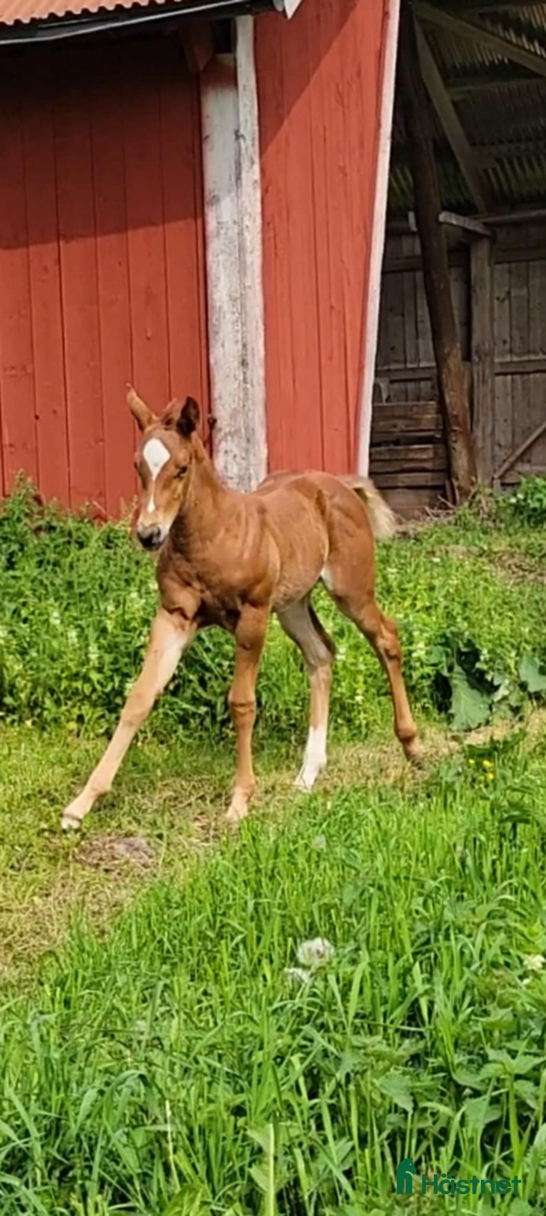 Western hästar till salu: Paint föl med pleasure stam i Uppsala - Annons 1