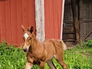 hästar Paint föl med pleasure stam i Uppsala - Annons 3