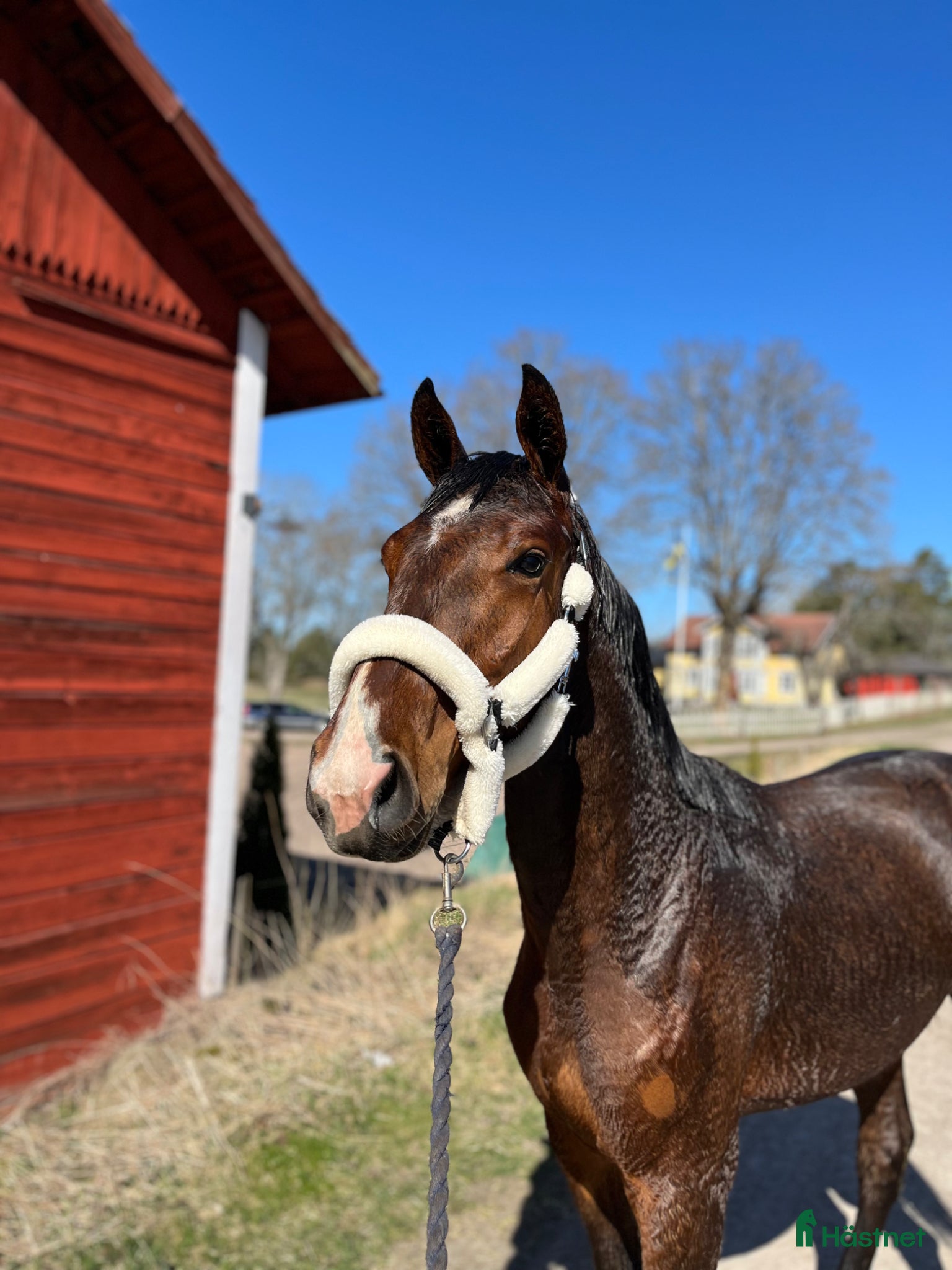  hästar 🌟Väldigt snygg unghäst🌟 - Annons 2