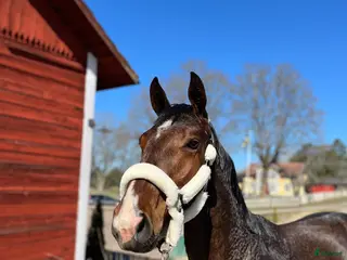 hästar 🌟Väldigt snygg unghäst🌟 - Annons 2