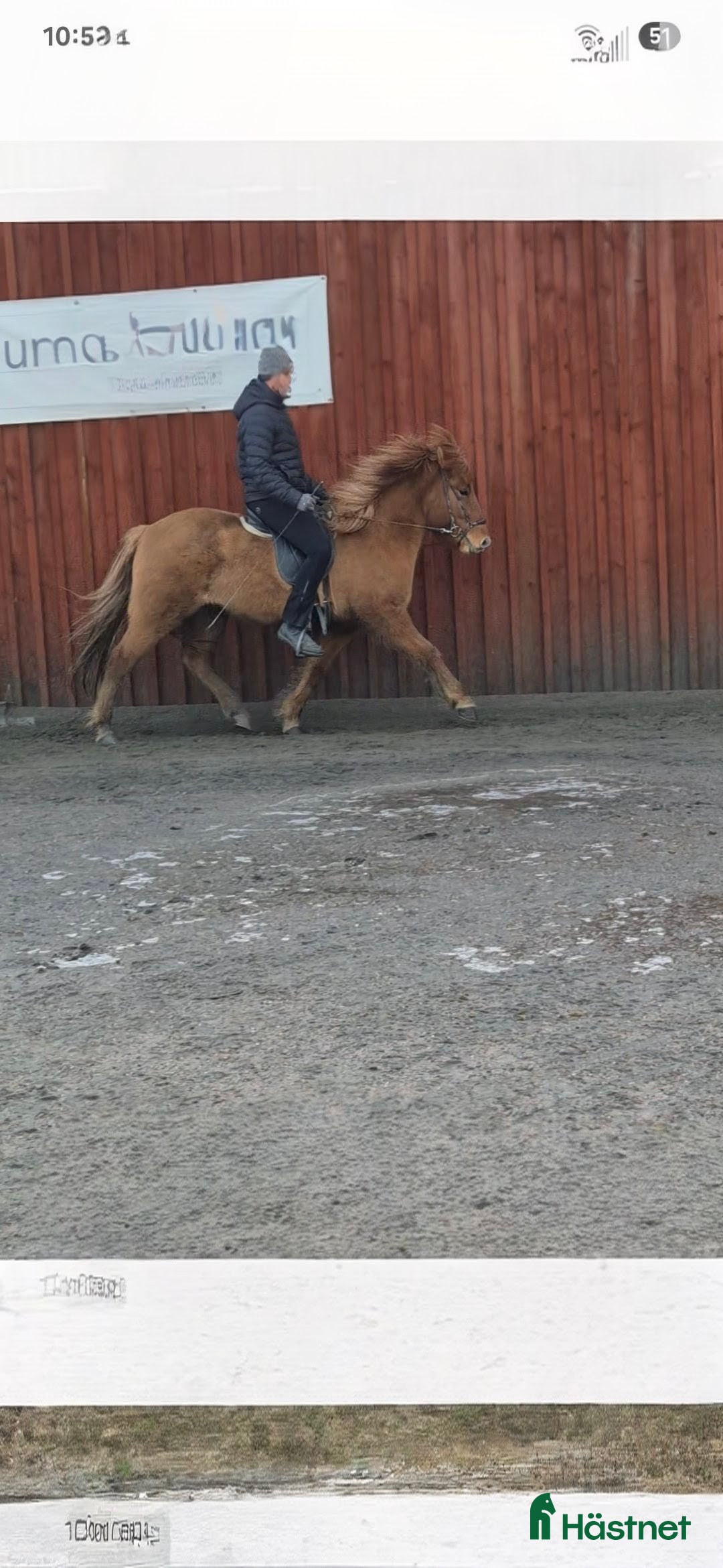 Island hästar till salu: Fin valack  i Falköping - Annons 3