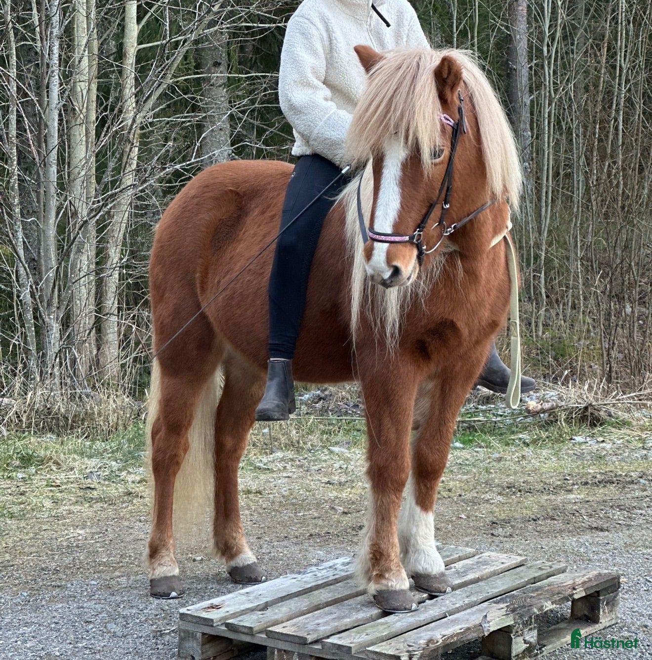  hästar Familjehäst - Annons 2