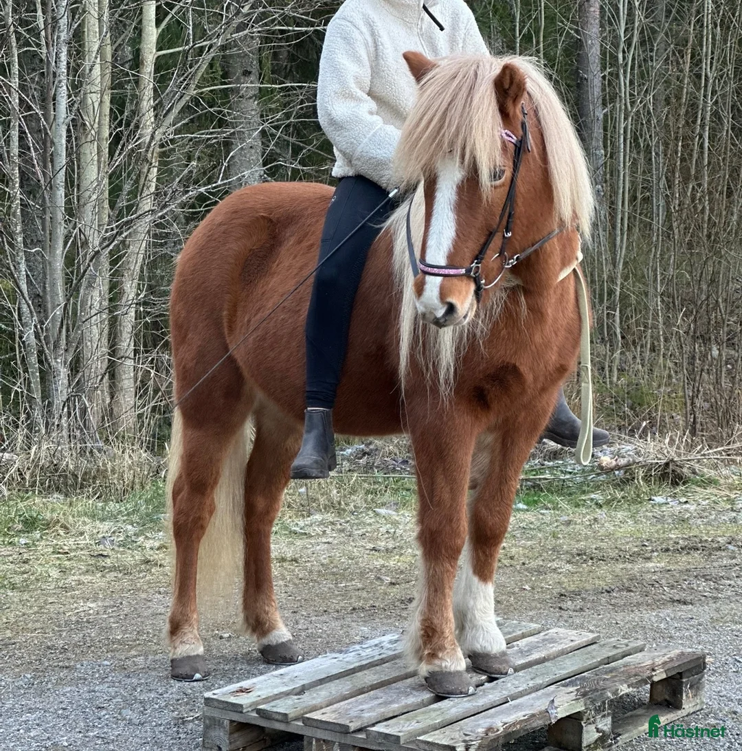 Island hästar till salu: Familjehäst - Annons 2