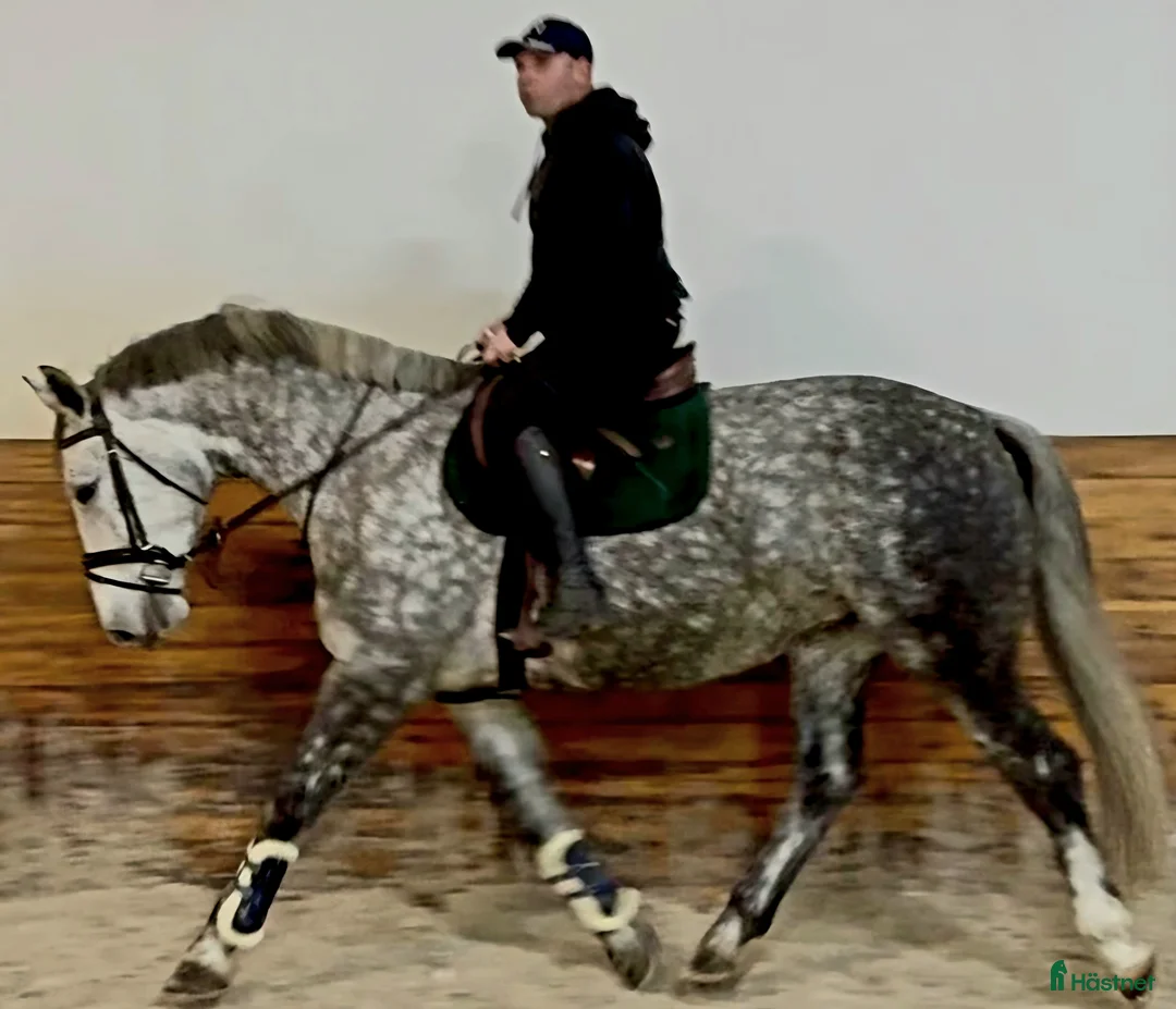 Allround hästar till salu: Incredible looking Allrounder for New Year - Annons 6