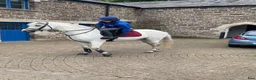 Allround hästar till salu: Grå Connemara Valack 5 år, 15.3hh,Säker,Allrounder i Stockholm - Annons 4