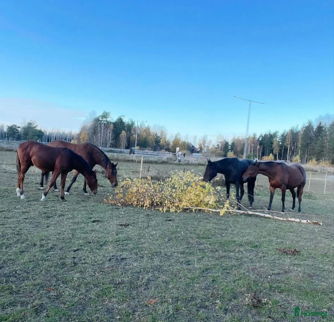  stallplats finnes: Stall med bra rid/körvägar, lång utevistelse i Tungelsta - Annons 4