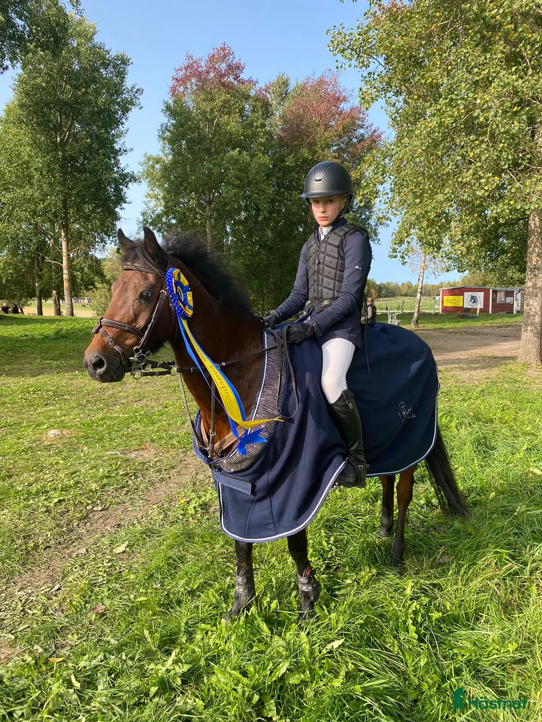 Hoppning hästar till salu: Rosett plockare i Sala - Annons 2