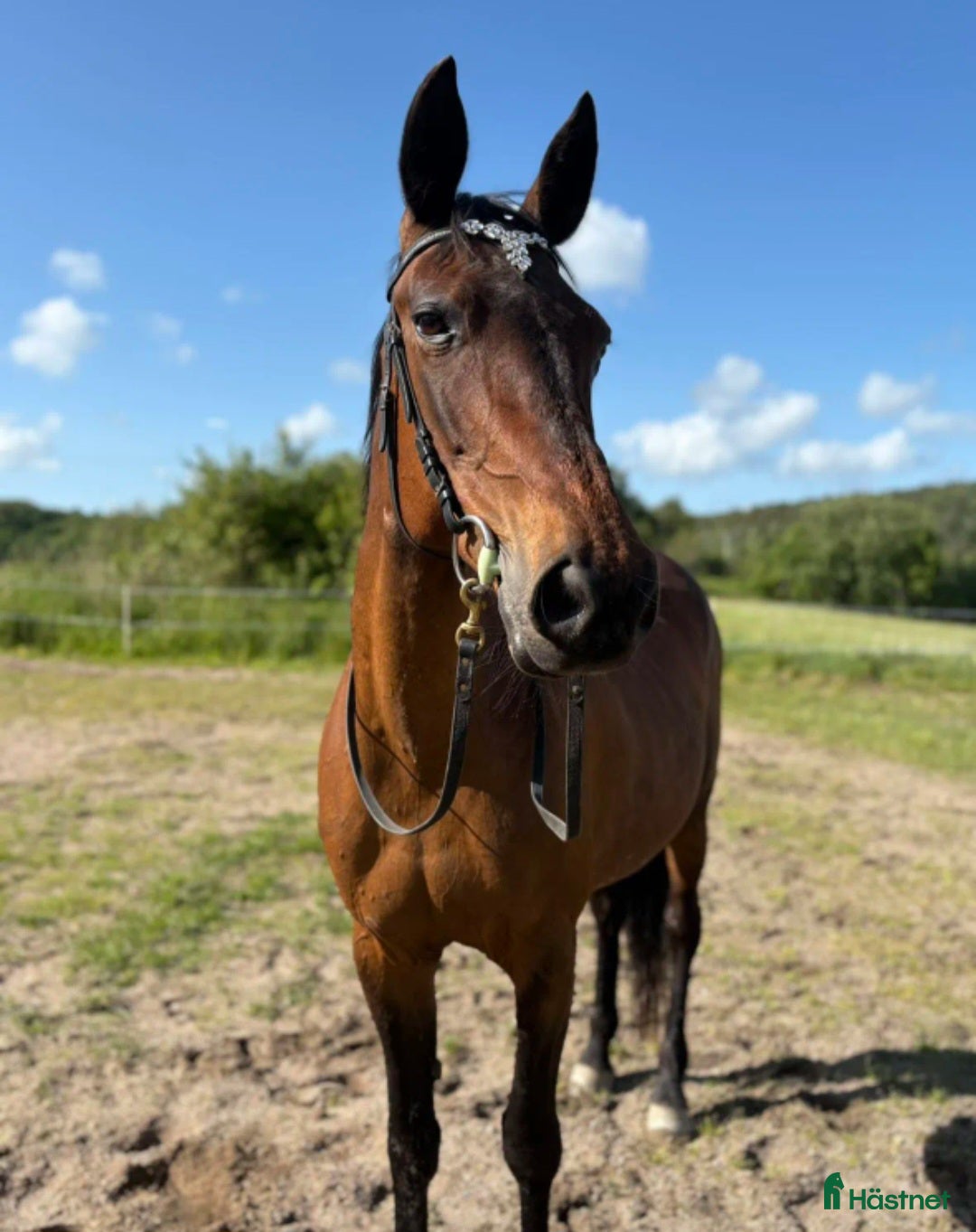 Allround hästar till salu: Ridtravara  i Göteborg - Annons 1