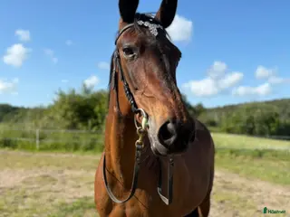 hästar Ridtravara i Göteborg - Annons 6