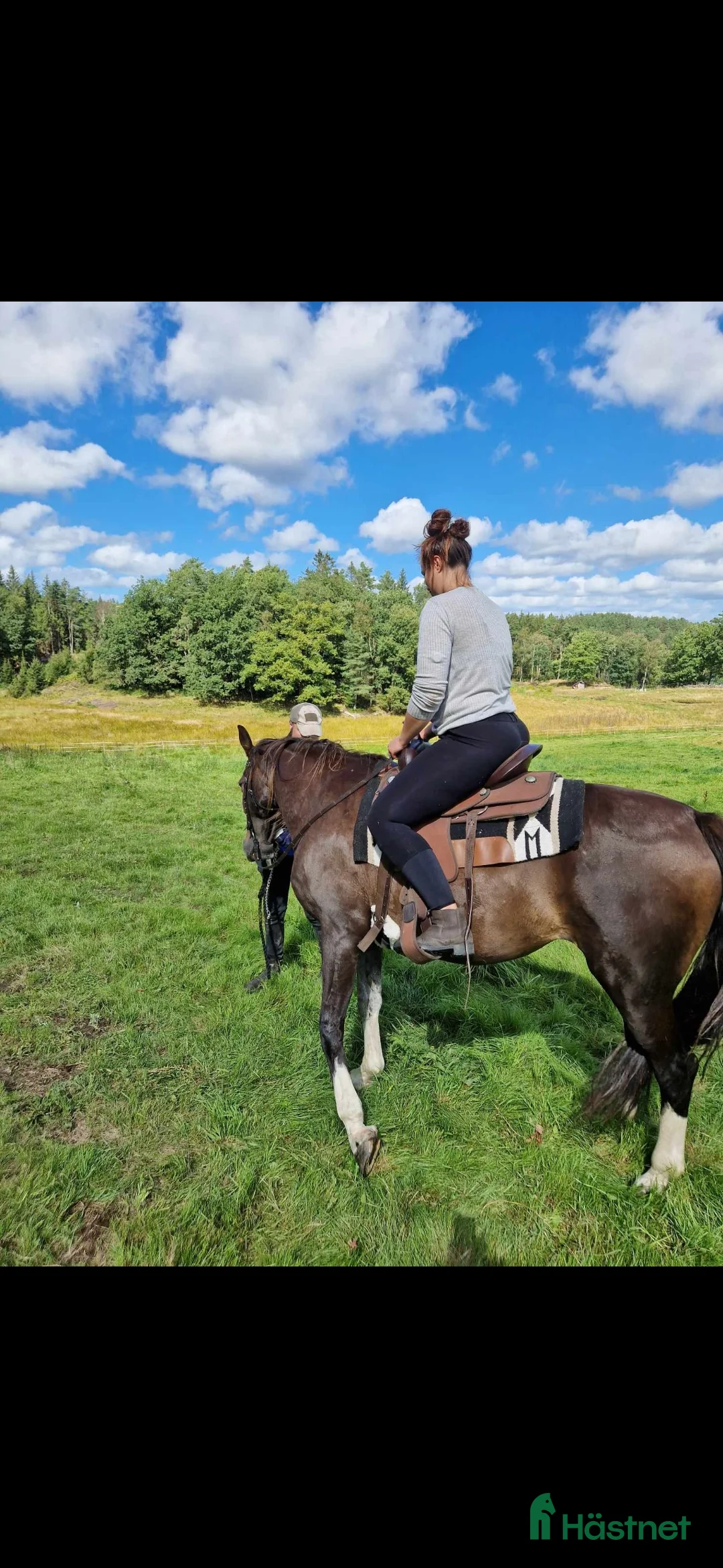  foderhäst finnes: Till salu - Annons 4