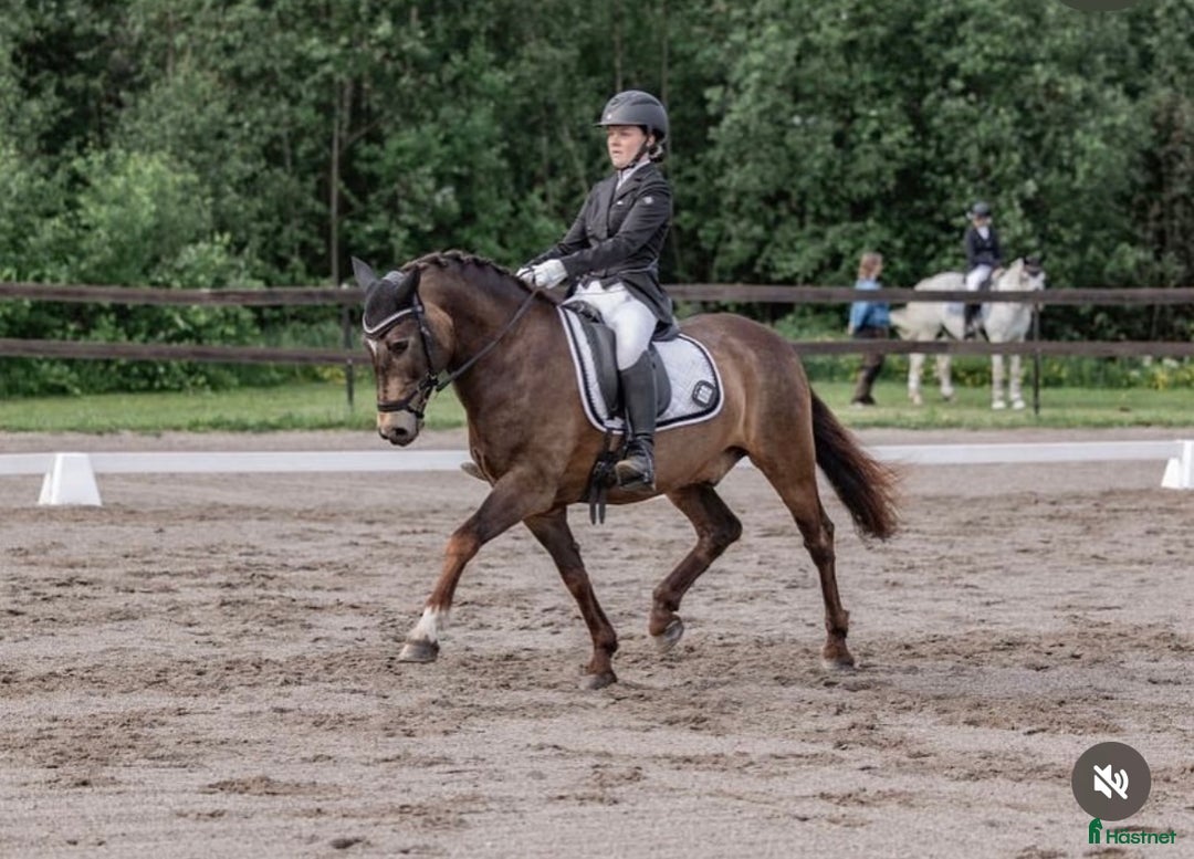 Dressyr hästar till salu: Guldkille till salu! i Kvissleby - Annons 9
