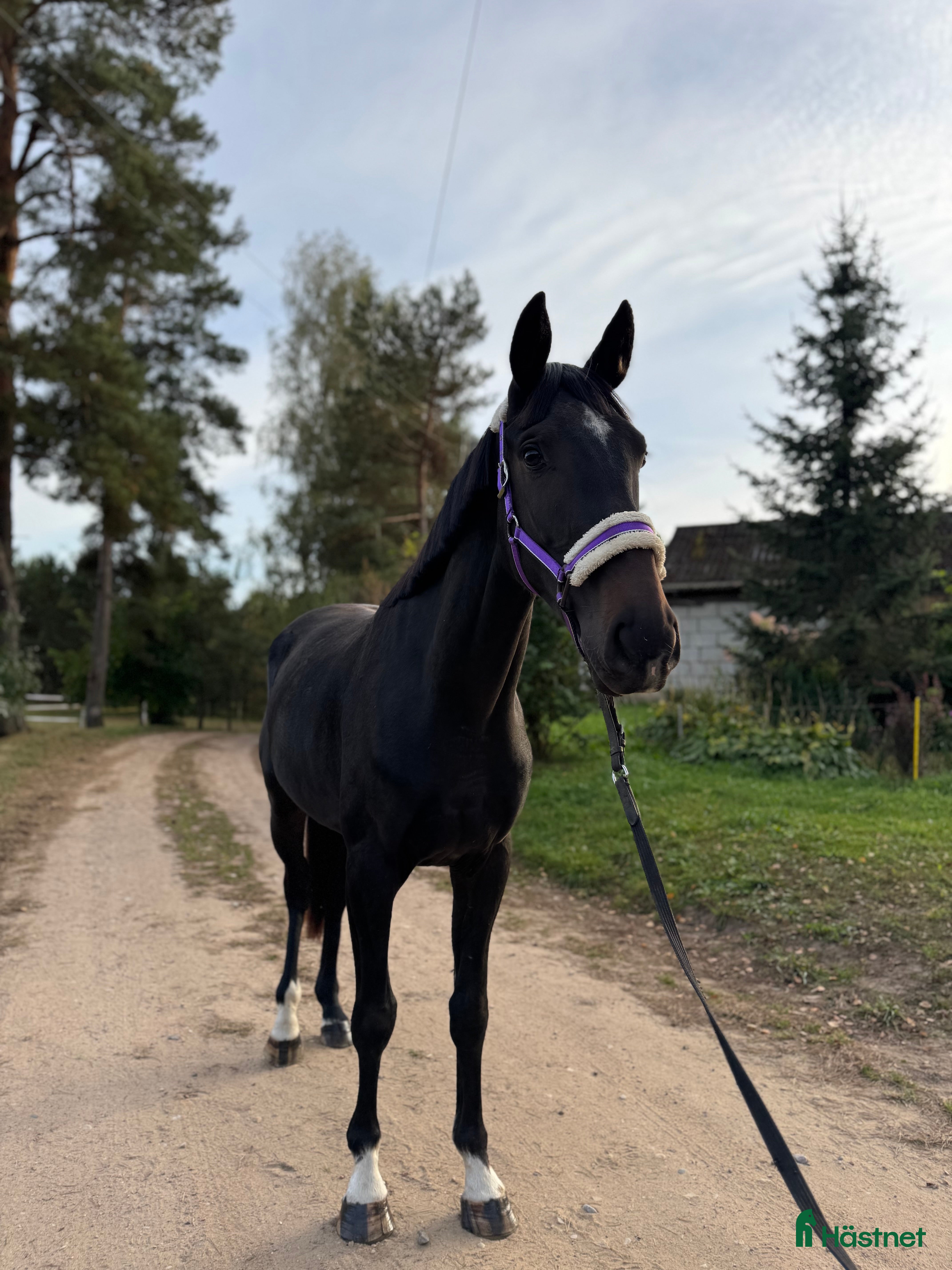  hästar Young Horses - Annons 11