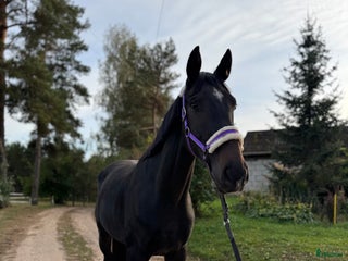 hästar Young Horses - Annons 8