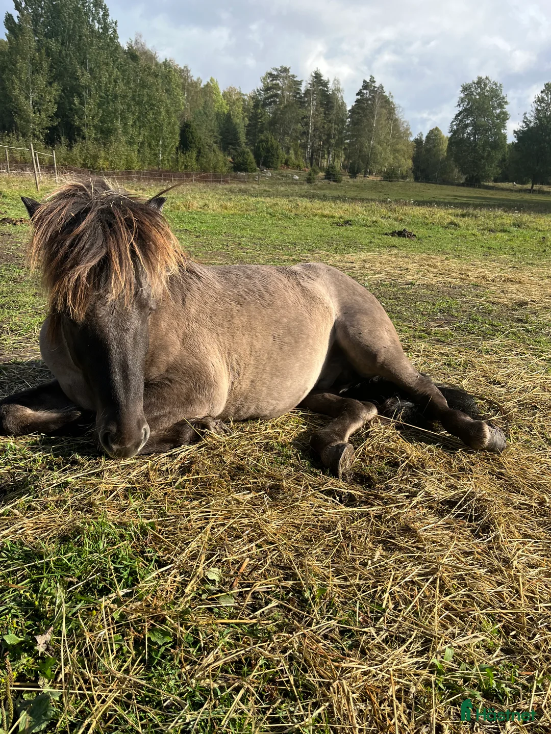 Island hästar till salu: Valack efter Ísar  fra Keldudal) - Annons 10