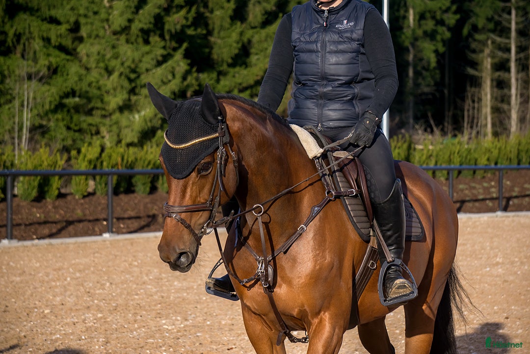  hästservice finnes: Träningar i dressyr, markarbete och hoppning🌟 i Mora - Annons 4