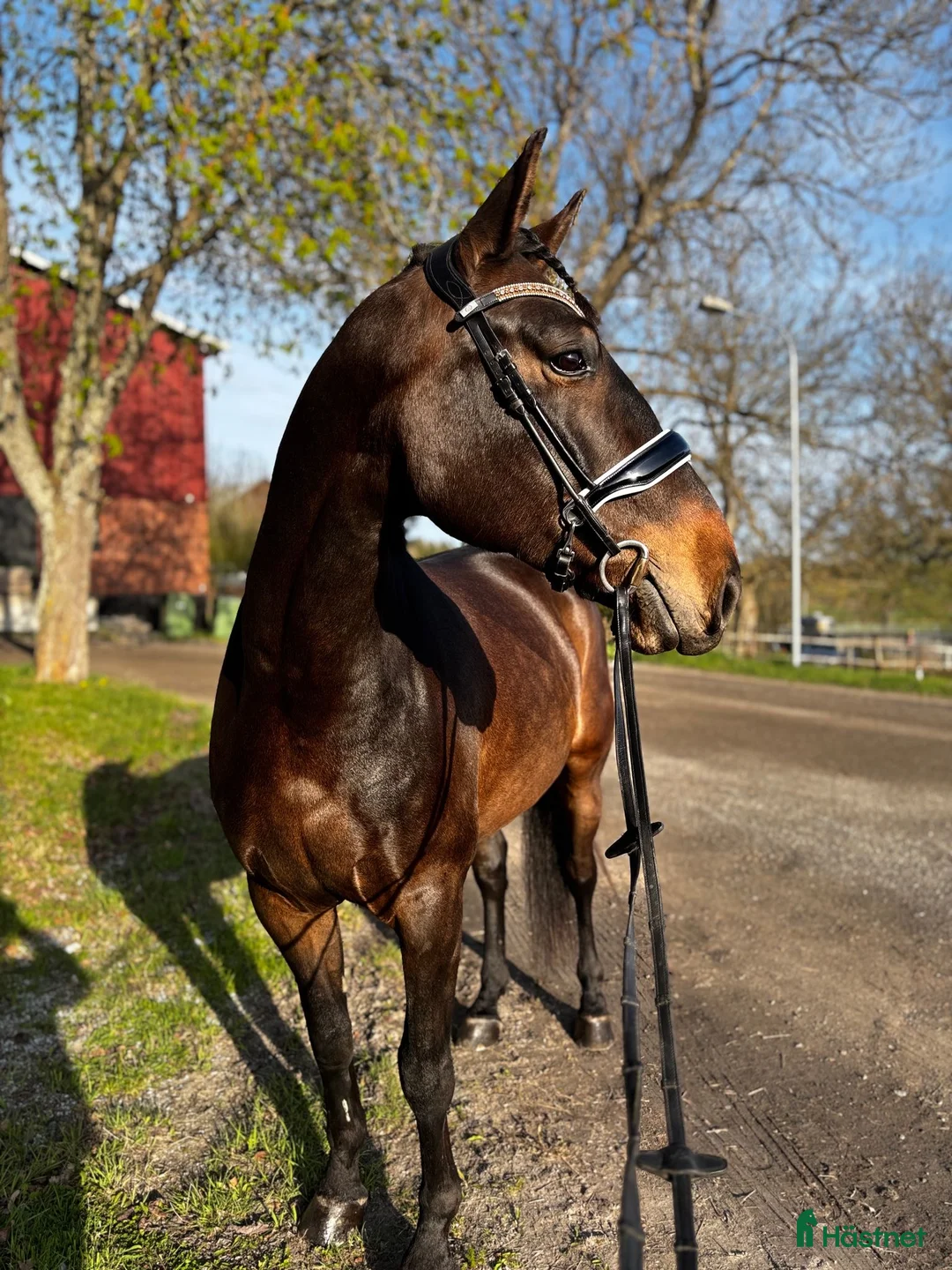  medryttarhäst finnes: Dressyrhäst i grödinge/södertörn  - Annons 2