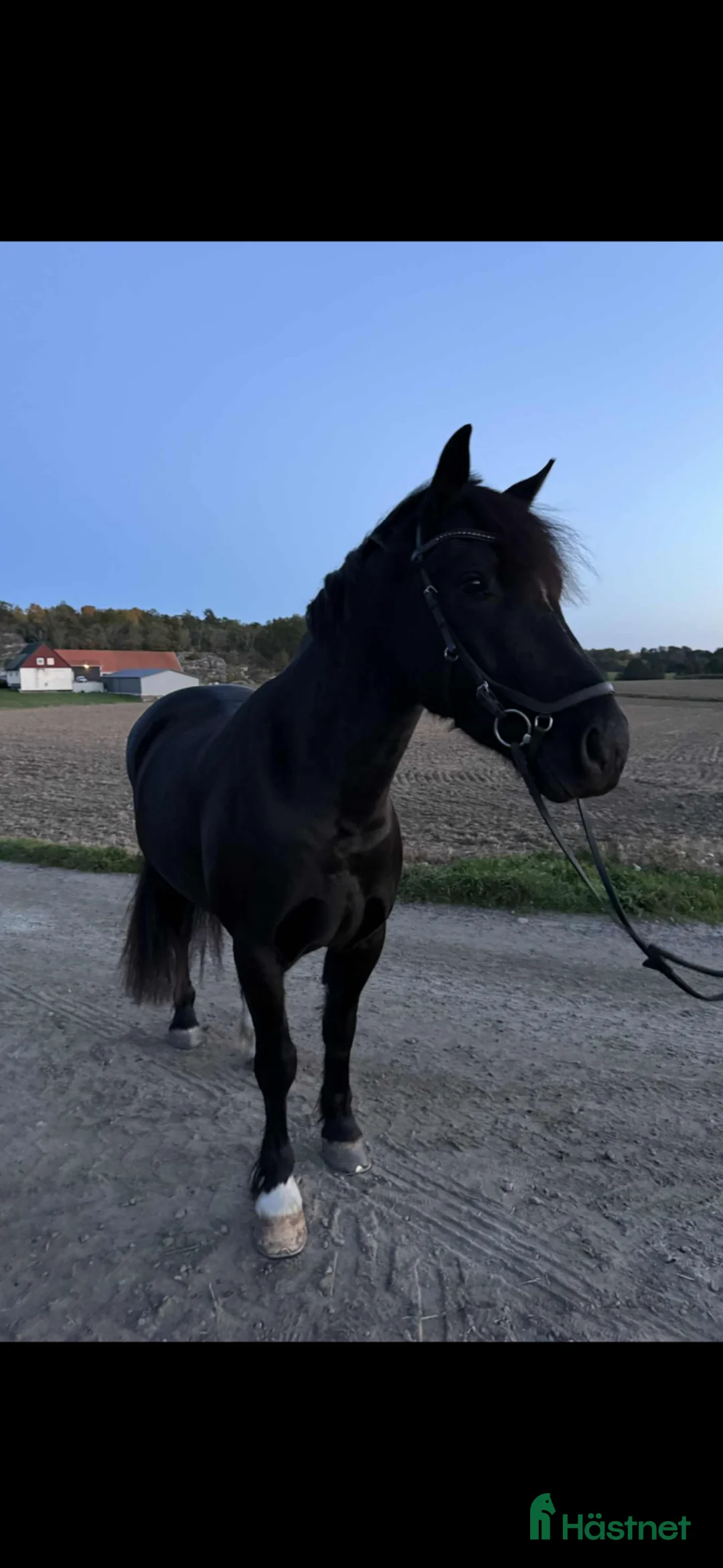 Allround hästar till salu: Valack söker bästa vän för skogsridning/roligheter i Jämjö - Annons 1