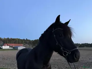 hästar Valack söker bästa vän för skogsridning/roligheter - Annons 14