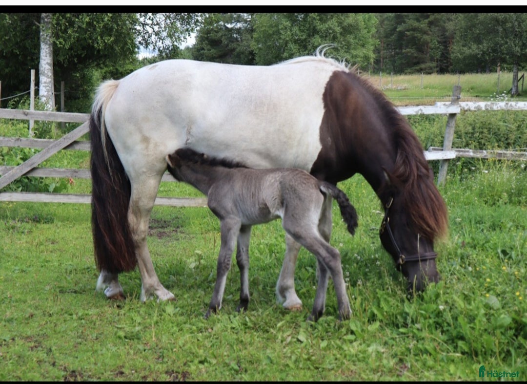 Övrigt hästar till salu: Islandssto i Åseda - Annons 8