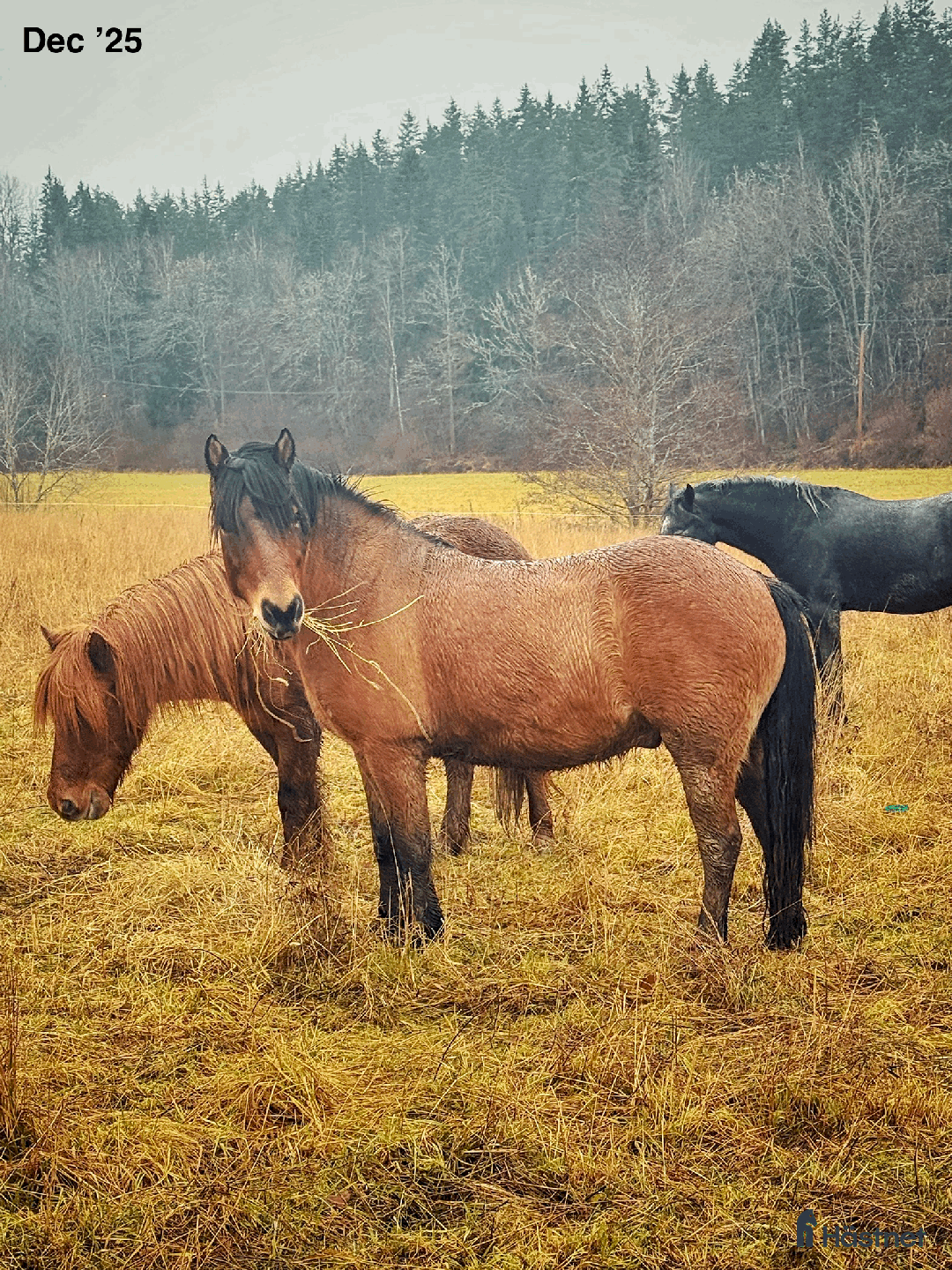 Allround hästar till salu: Allround stark korsning som gillar att hoppa i Söderköping - Annons 3