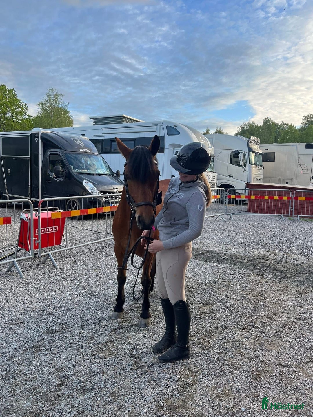 Hoppning hästar till salu: Drömponny för valfri gren i Uppsala - Annons 4