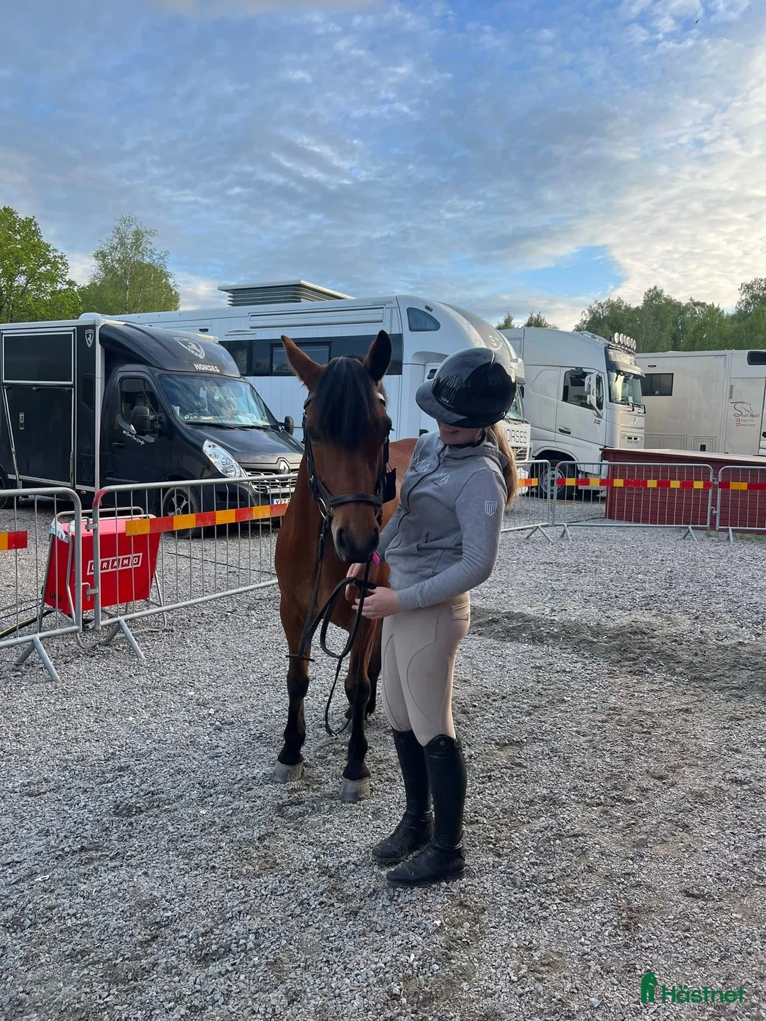 Hoppning hästar till salu: Drömponny för valfri gren i Uppsala - Annons 4