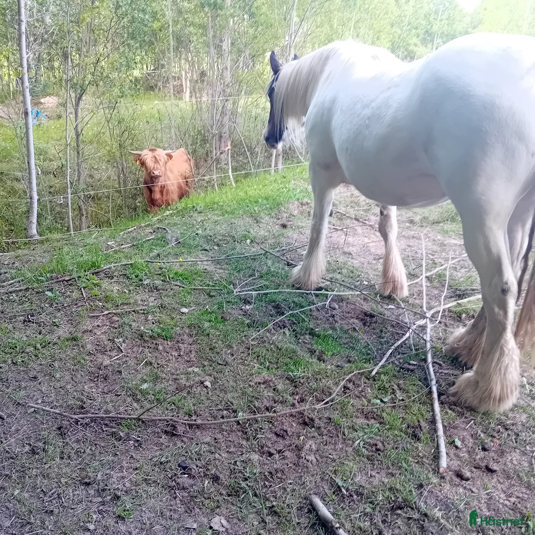 Allround hästar till salu: Mysigt projekt i Sunne - Annons 3