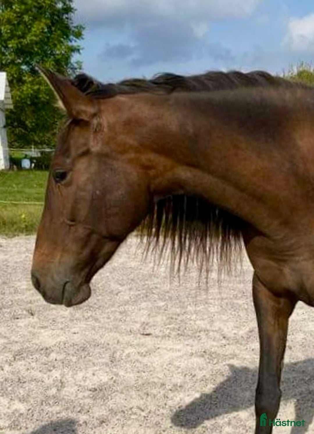 Allround hästar till salu: Trygga vackra Donna❤️ i Sjöbo - Bild 5