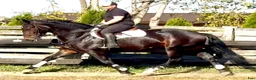 Allround hästar till salu: Amika–5yo.Silesian Warmblood Mare|169cm|Allrounder - Annons 3