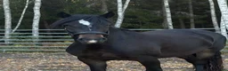 Allround hästar till salu: Kallblodssto - Annons 2