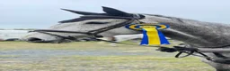 Allround hästar till salu: Projekt - Annons 1