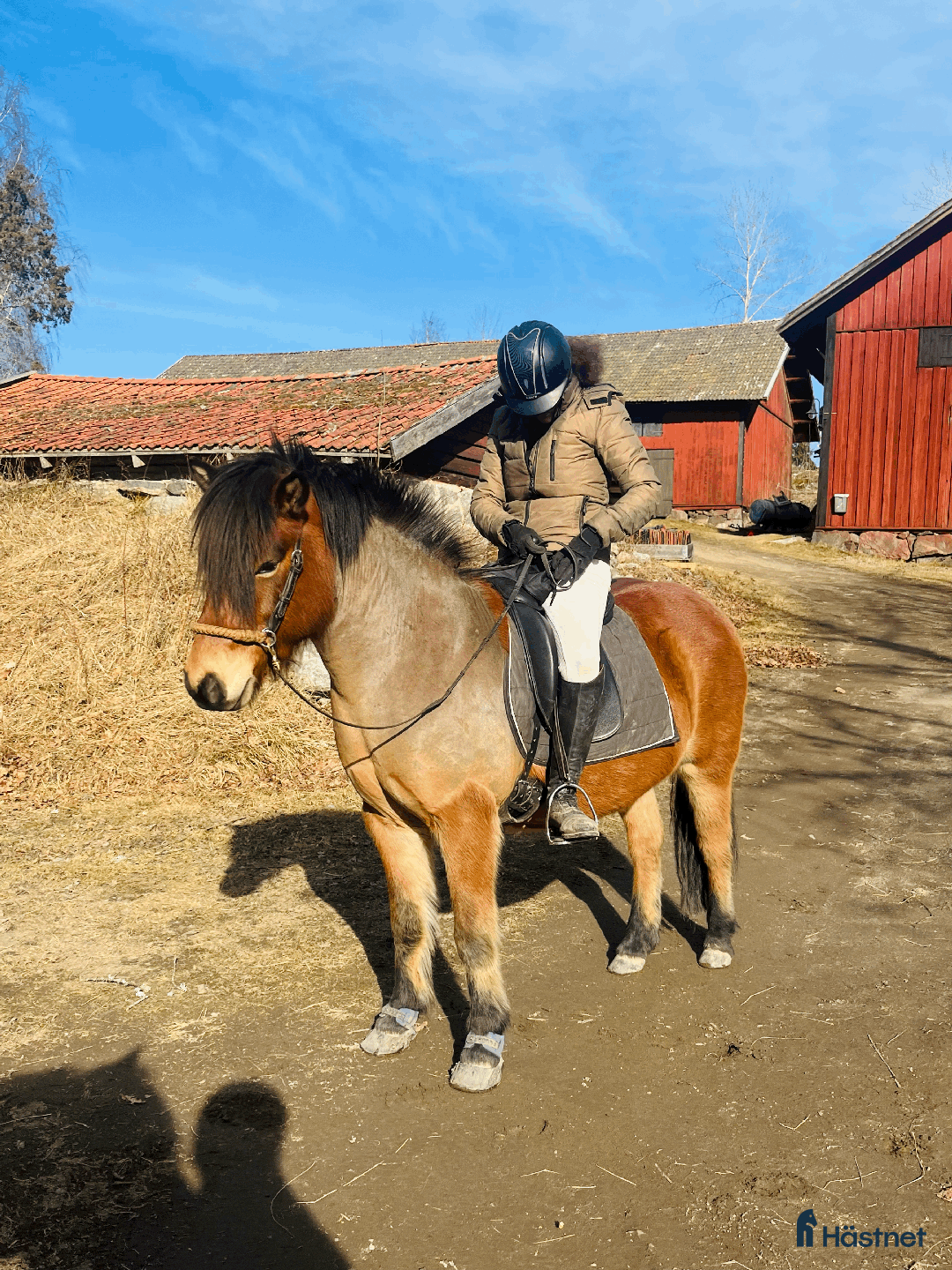 Allround hästar till salu: Allround stark korsning som gillar att hoppa i Söderköping - Annons 13